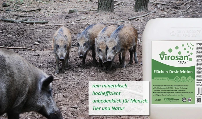 Desinfektion zur Bekämpfung von Schweinepest
