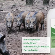 Desinfektion zur Bekämpfung von Schweinepest
